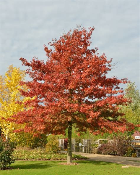 Quercus Coccinea - Scharlachrote Eiche